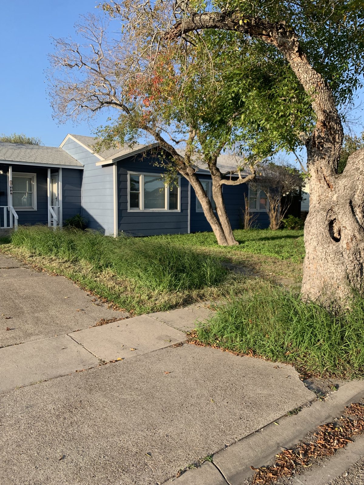 Overgrown lawn before PrimeEdge service